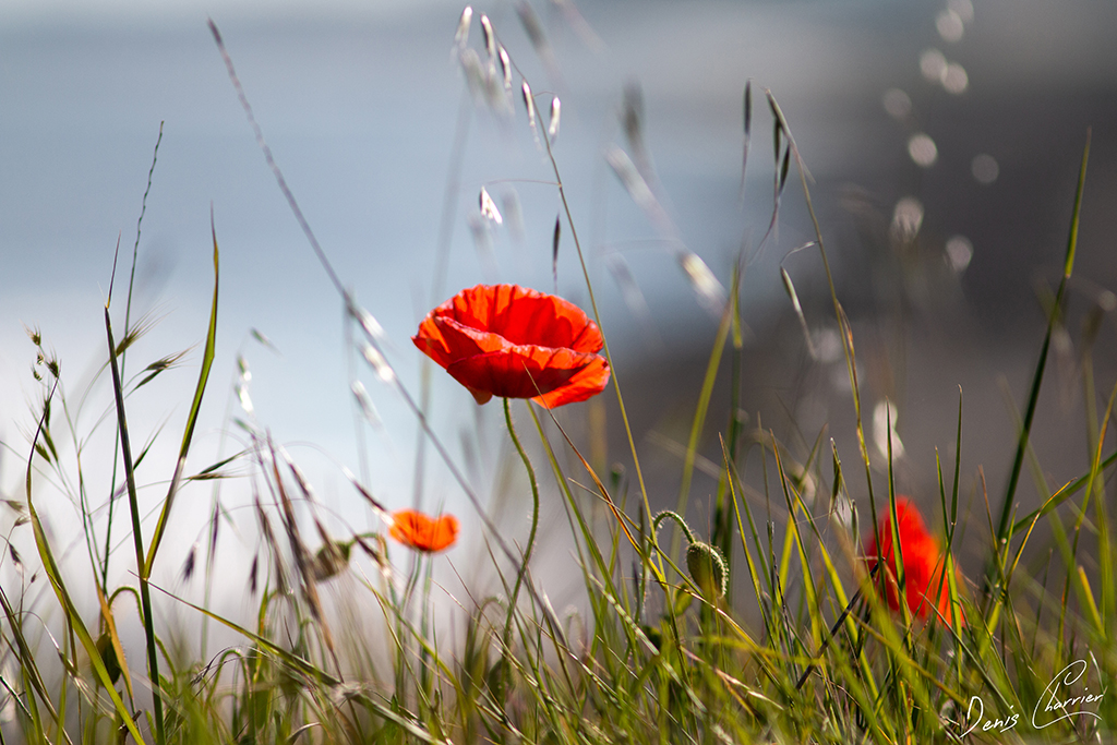 Fleur de coquelicot dans une prairie